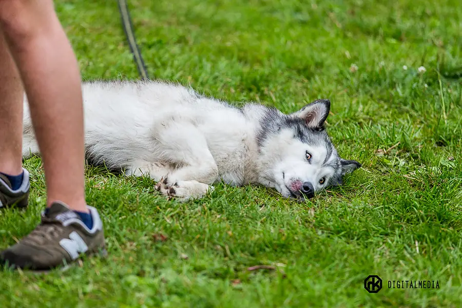 Hoernerfest 2017 Donnerstag — 2017